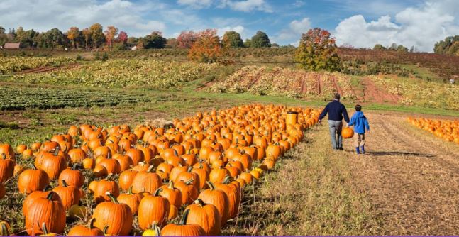 Denver Pumpkin Patches
