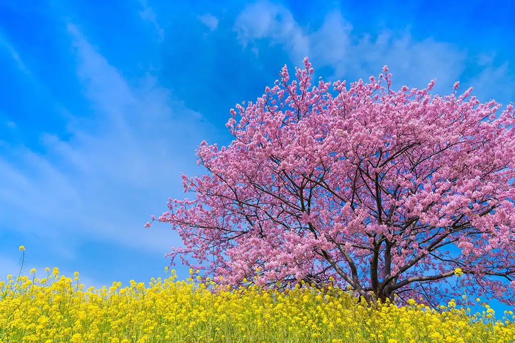Spring landscape with flowers, trees, and a stream at equinox