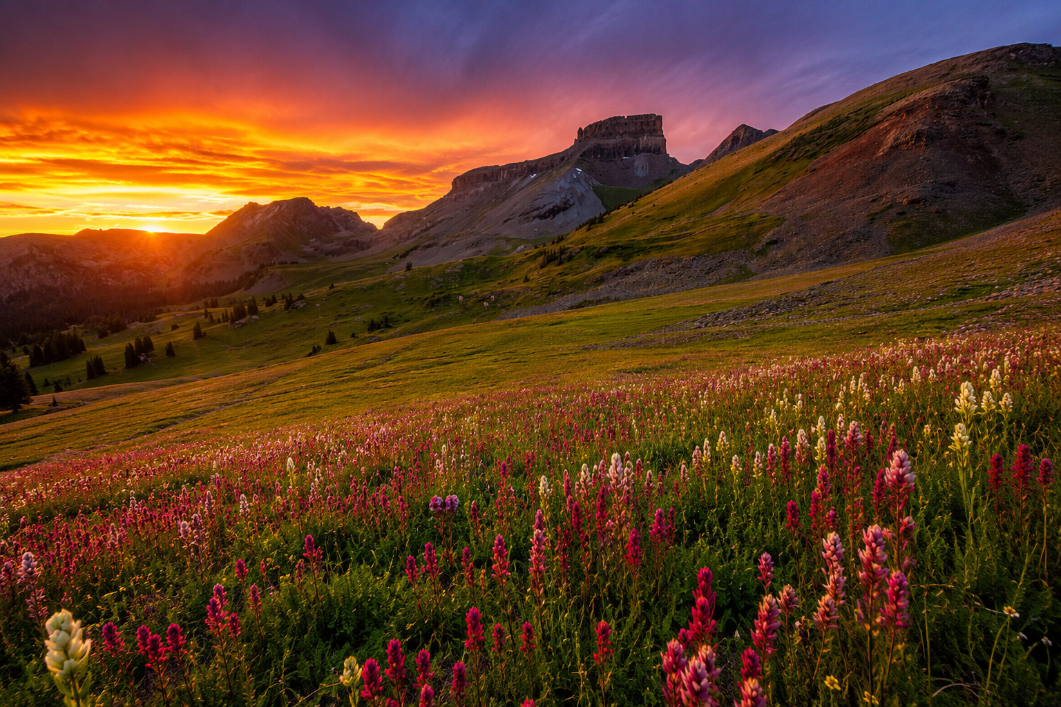 Colorado alpine wildflower meadow in peak summer